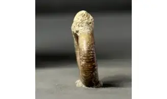 Siemiradzkia aurigera