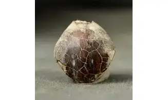 Myra sp.