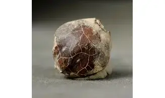 Myra sp.