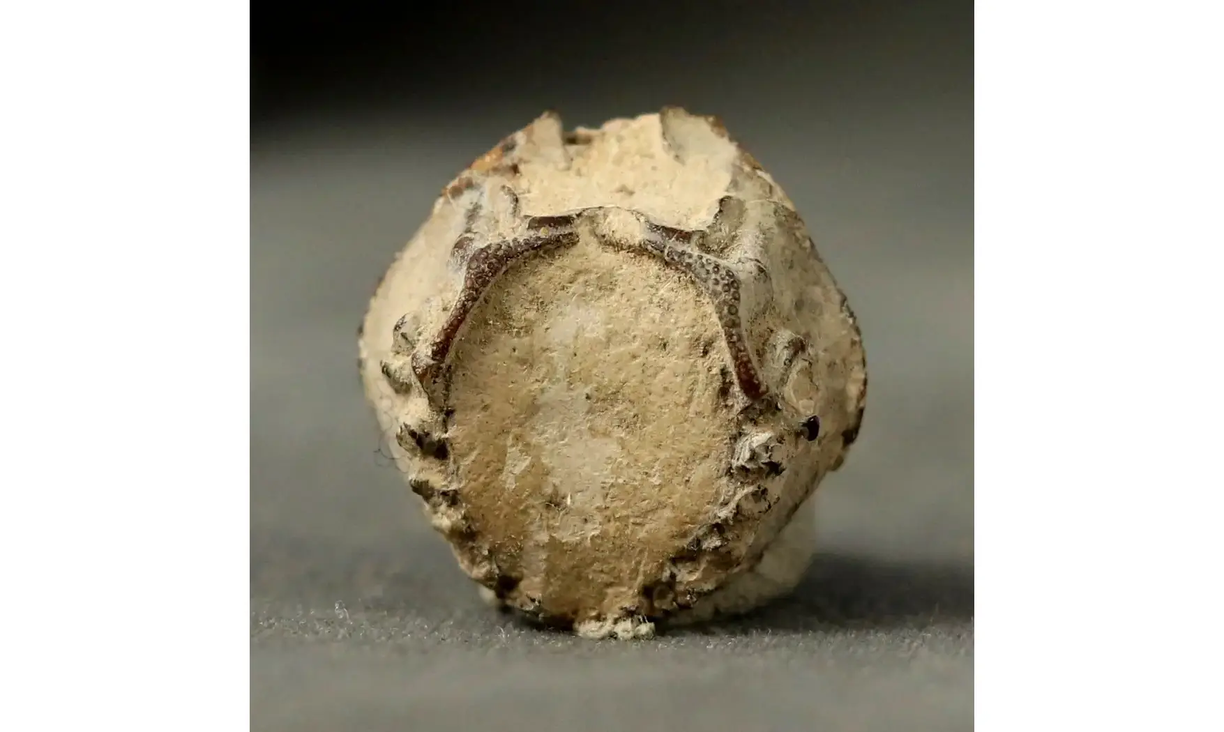 Myra sp.