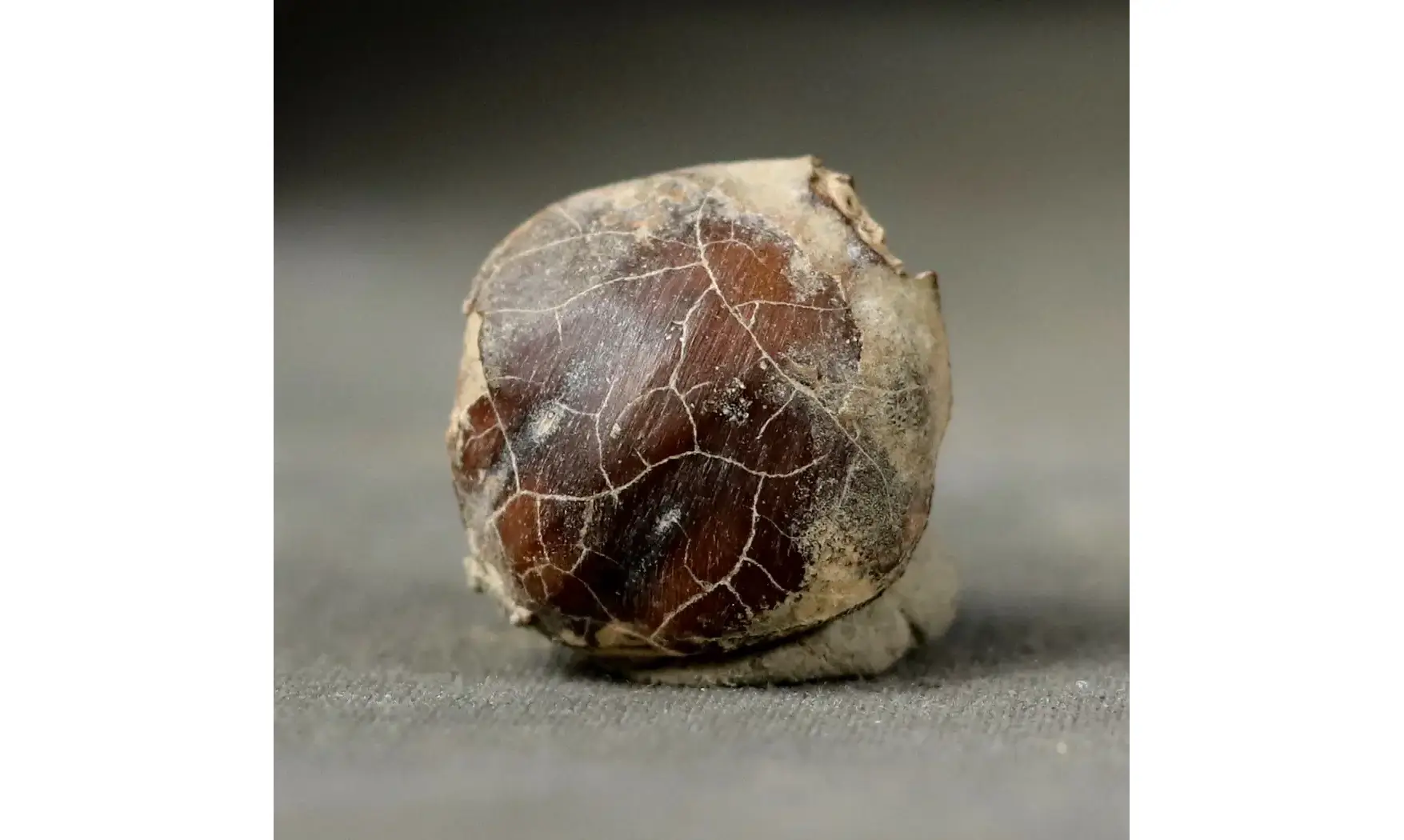Myra sp.