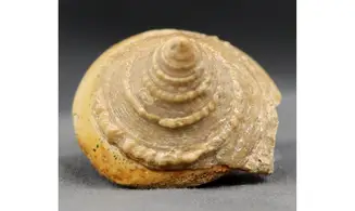 Pyrgotrochus elongatus