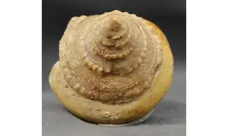 Pyrgotrochus elongatus