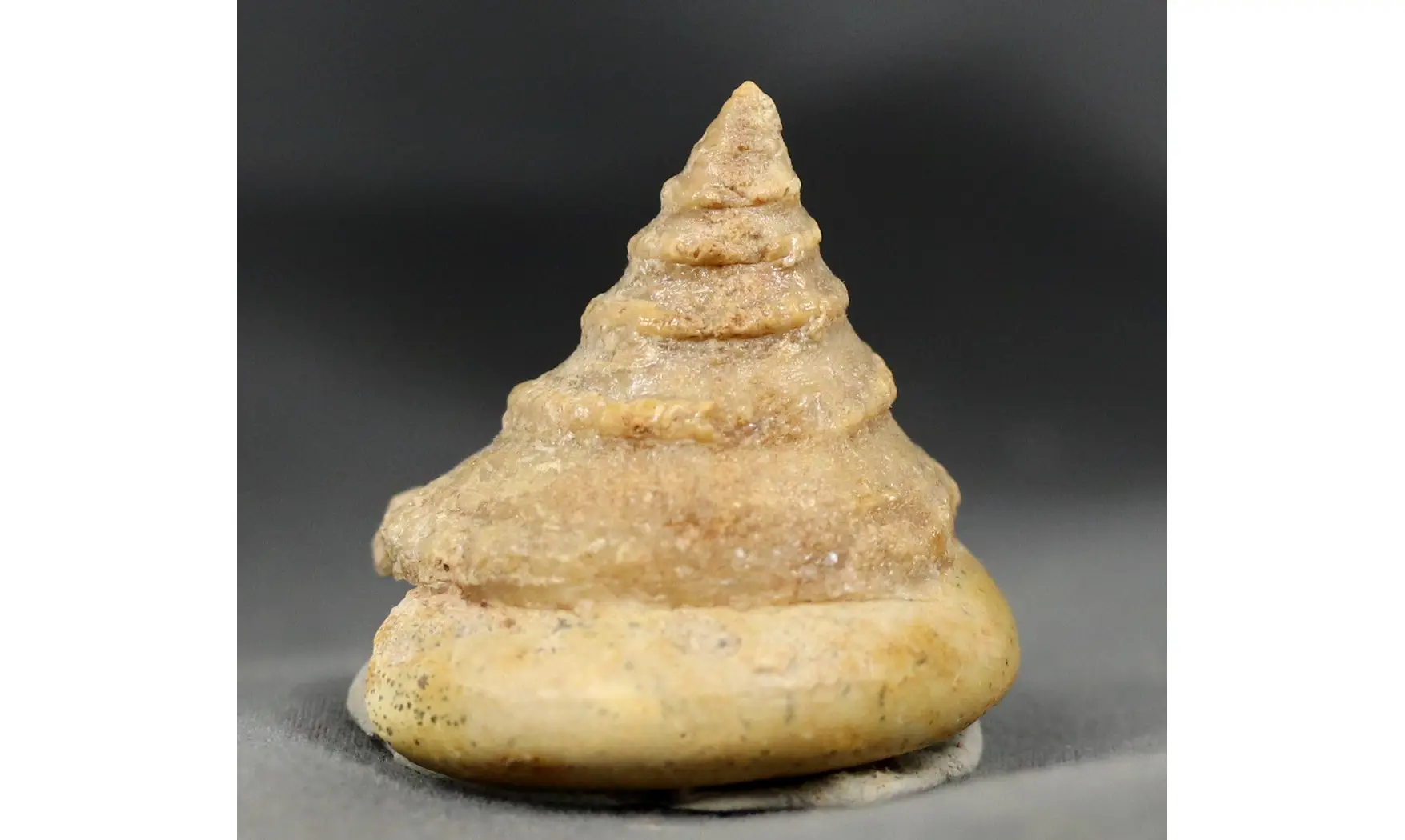 Pyrgotrochus elongatus