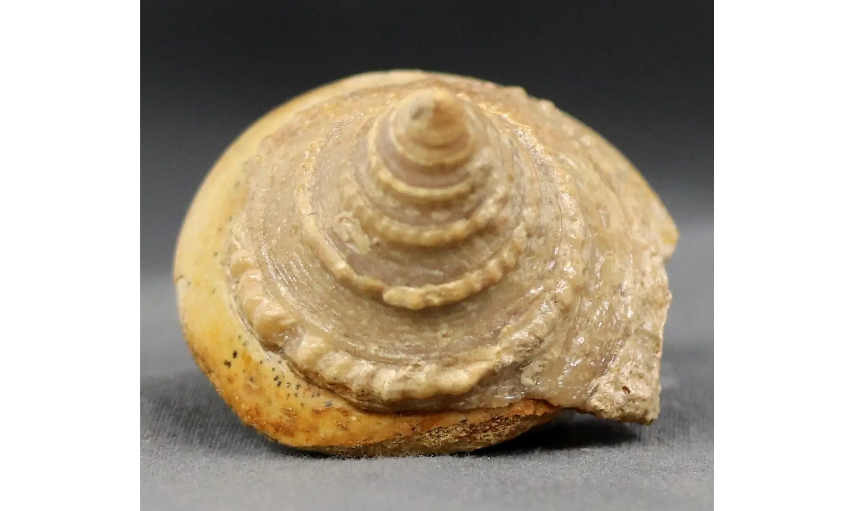 Pyrgotrochus elongatus