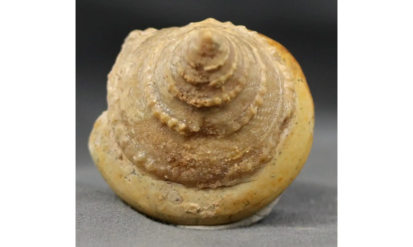 Pyrgotrochus elongatus