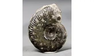 Pseudogrammoceras Fallaciosum