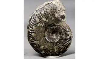 Pseudogrammoceras Fallaciosum