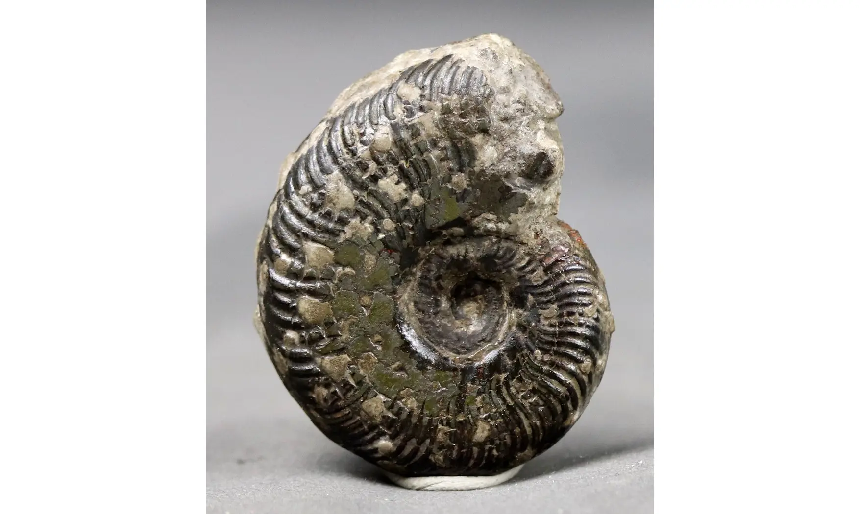 Pseudogrammoceras Fallaciosum