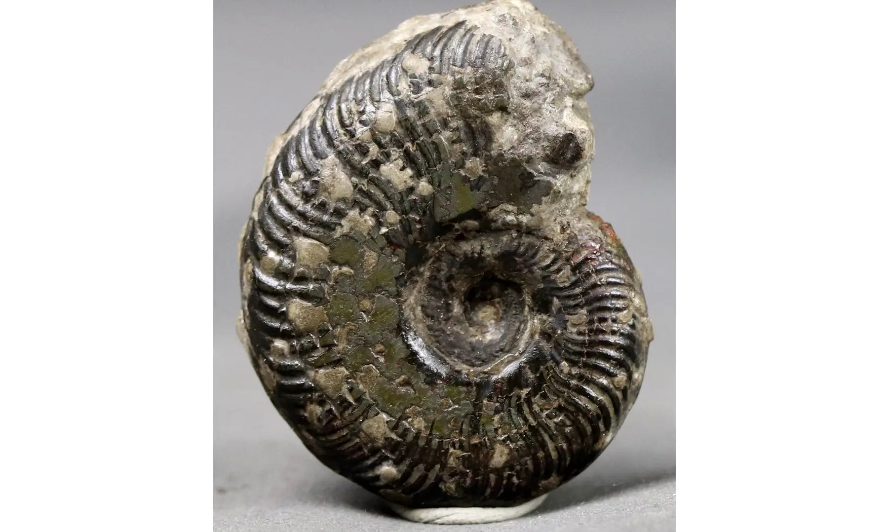 Pseudogrammoceras Fallaciosum