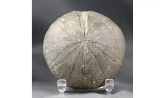 Clypeus plotii