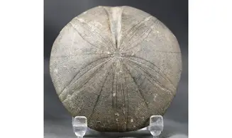 Clypeus plotii