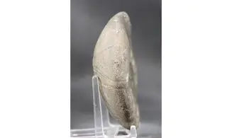 Clypeus plotii
