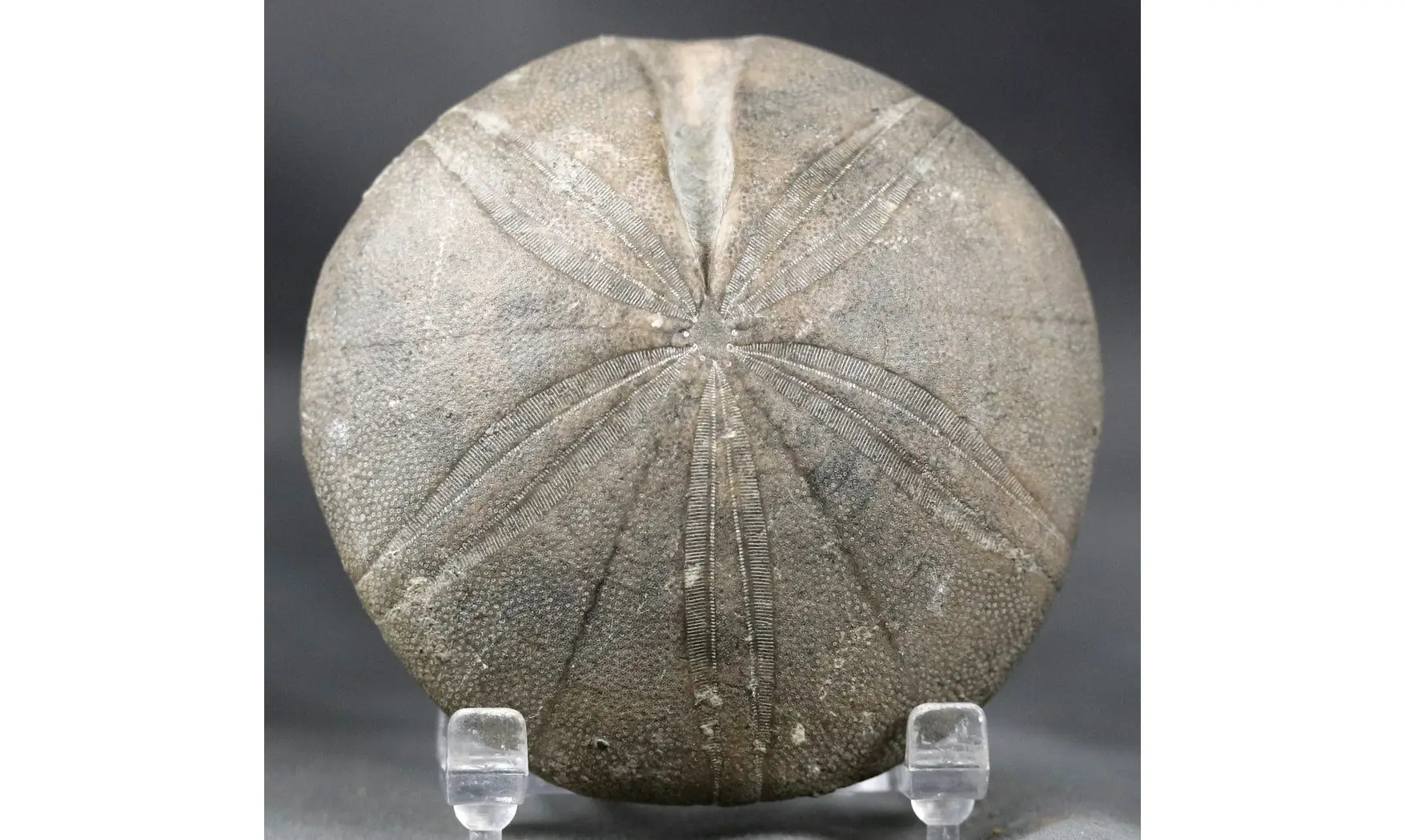 Clypeus plotii