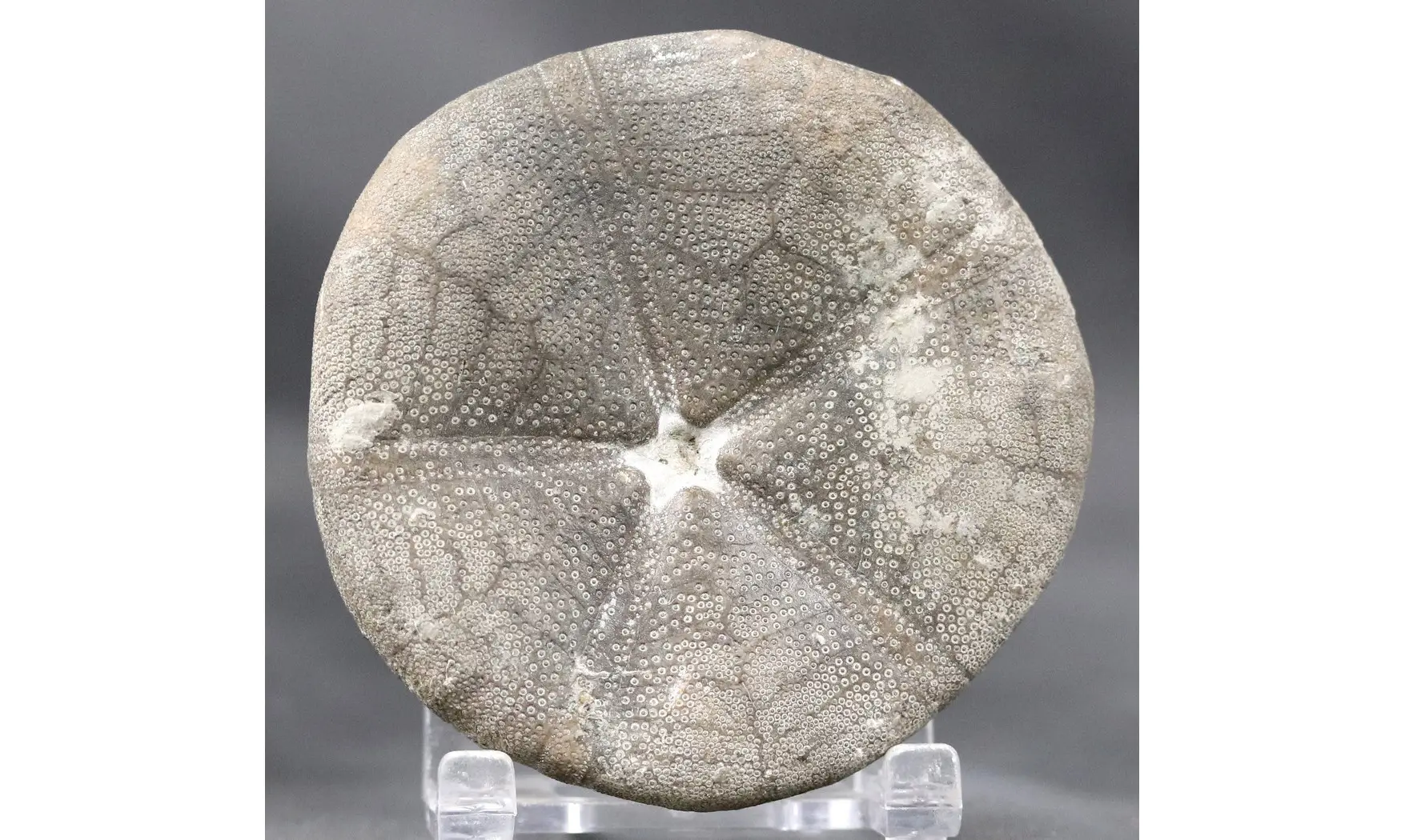 Clypeus plotii