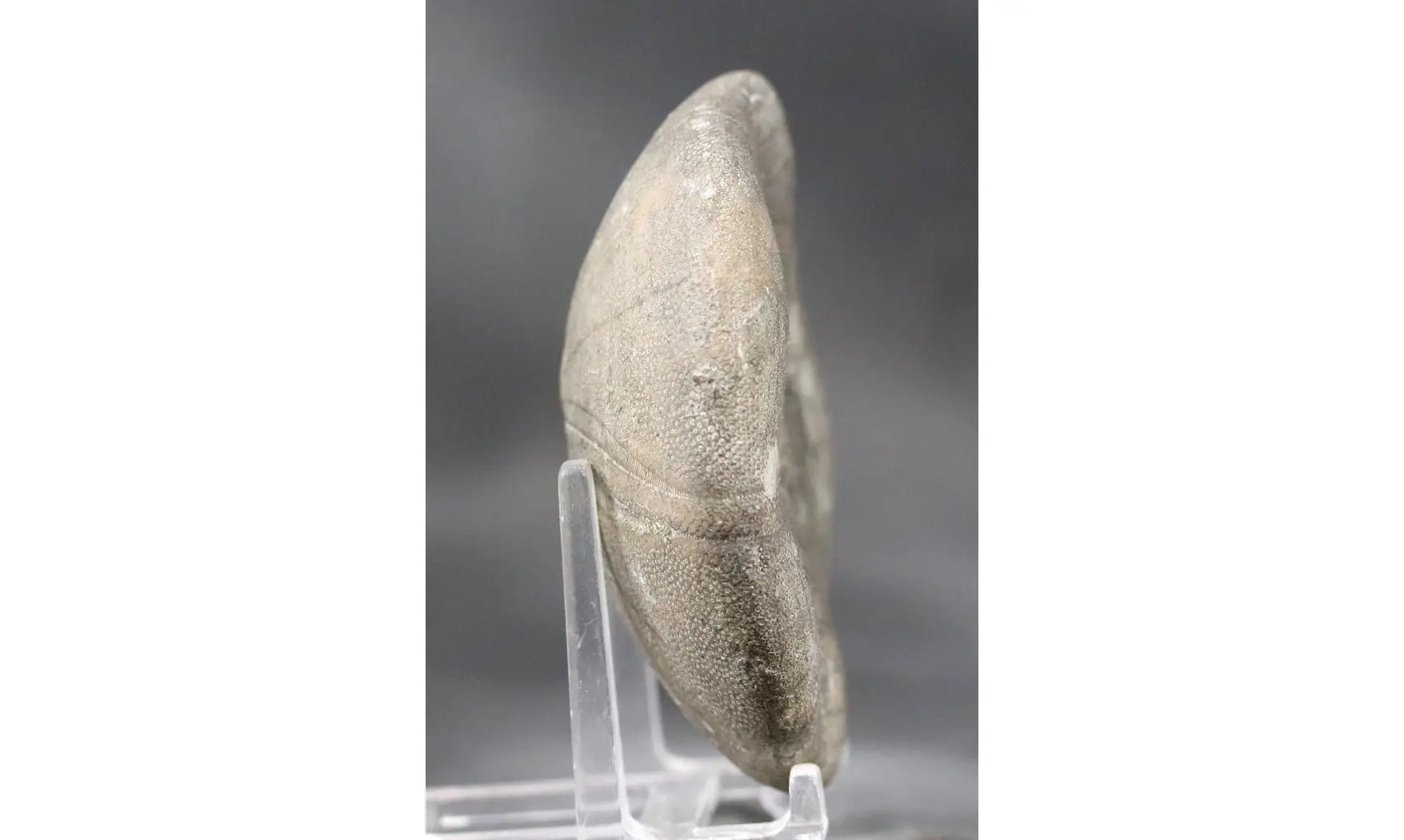 Clypeus plotii