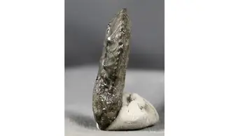 Amaltheus gibbosus