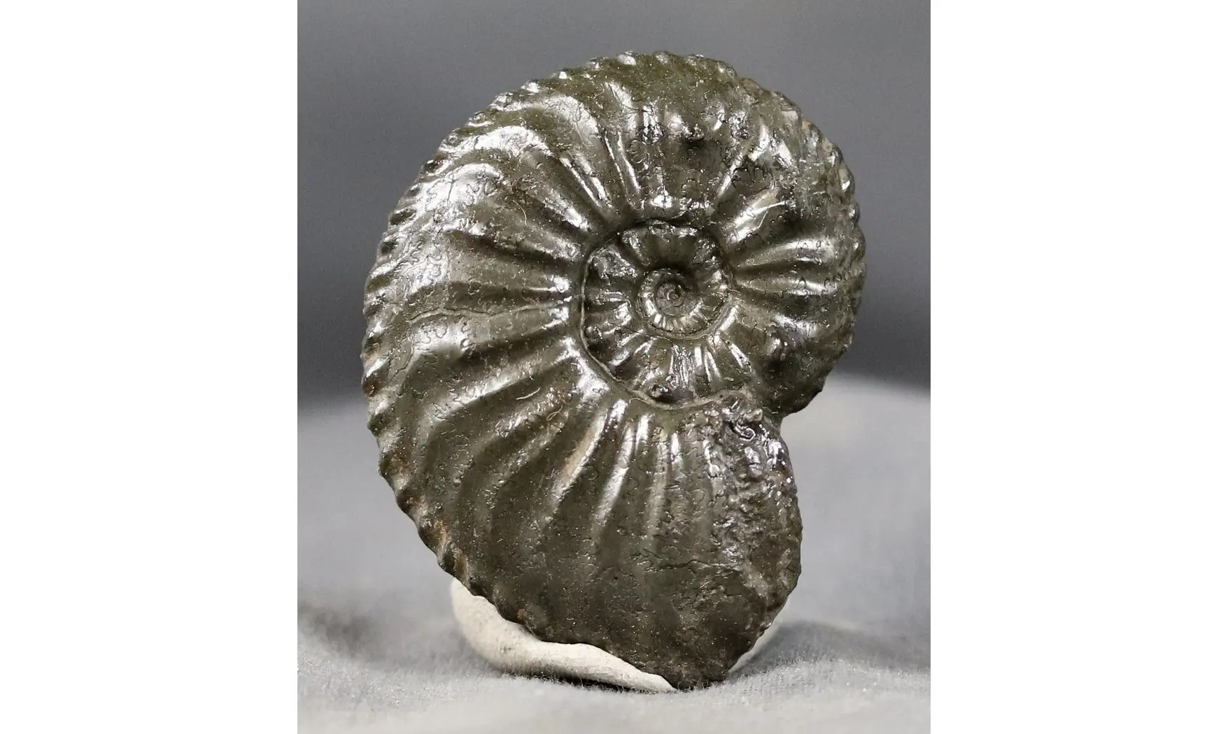 Amaltheus gibbosus