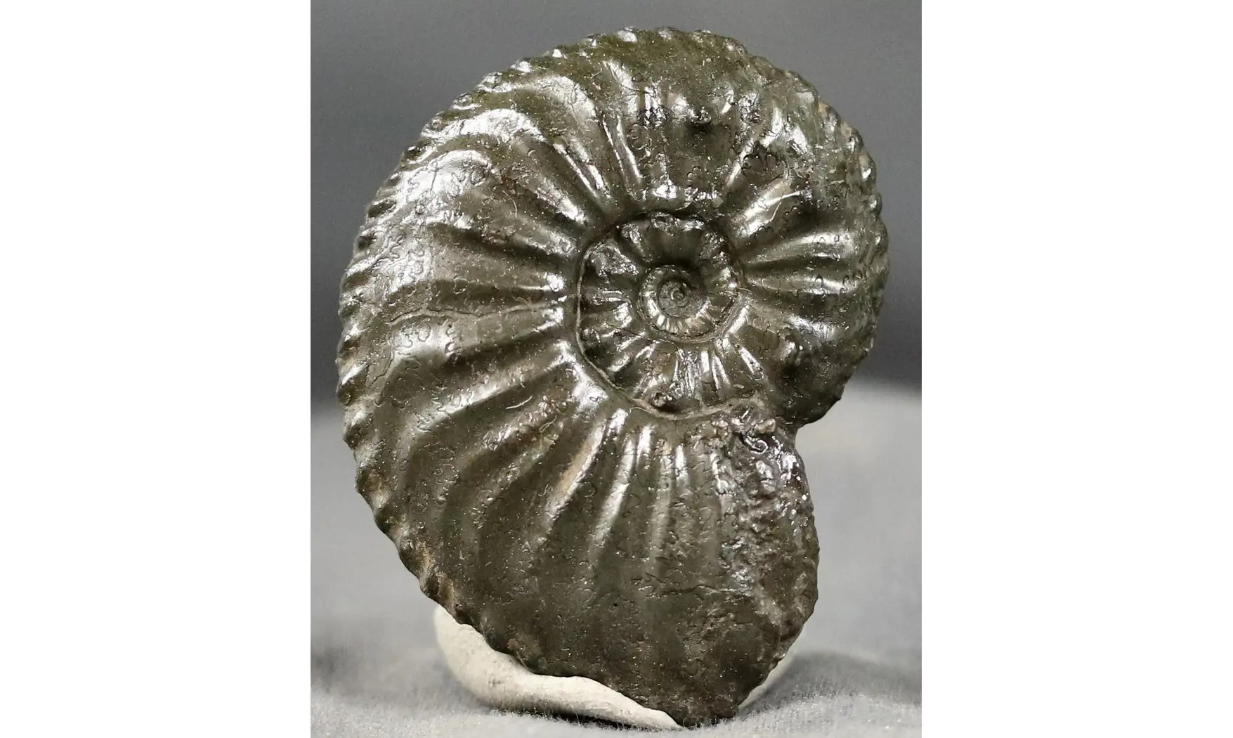 Amaltheus gibbosus