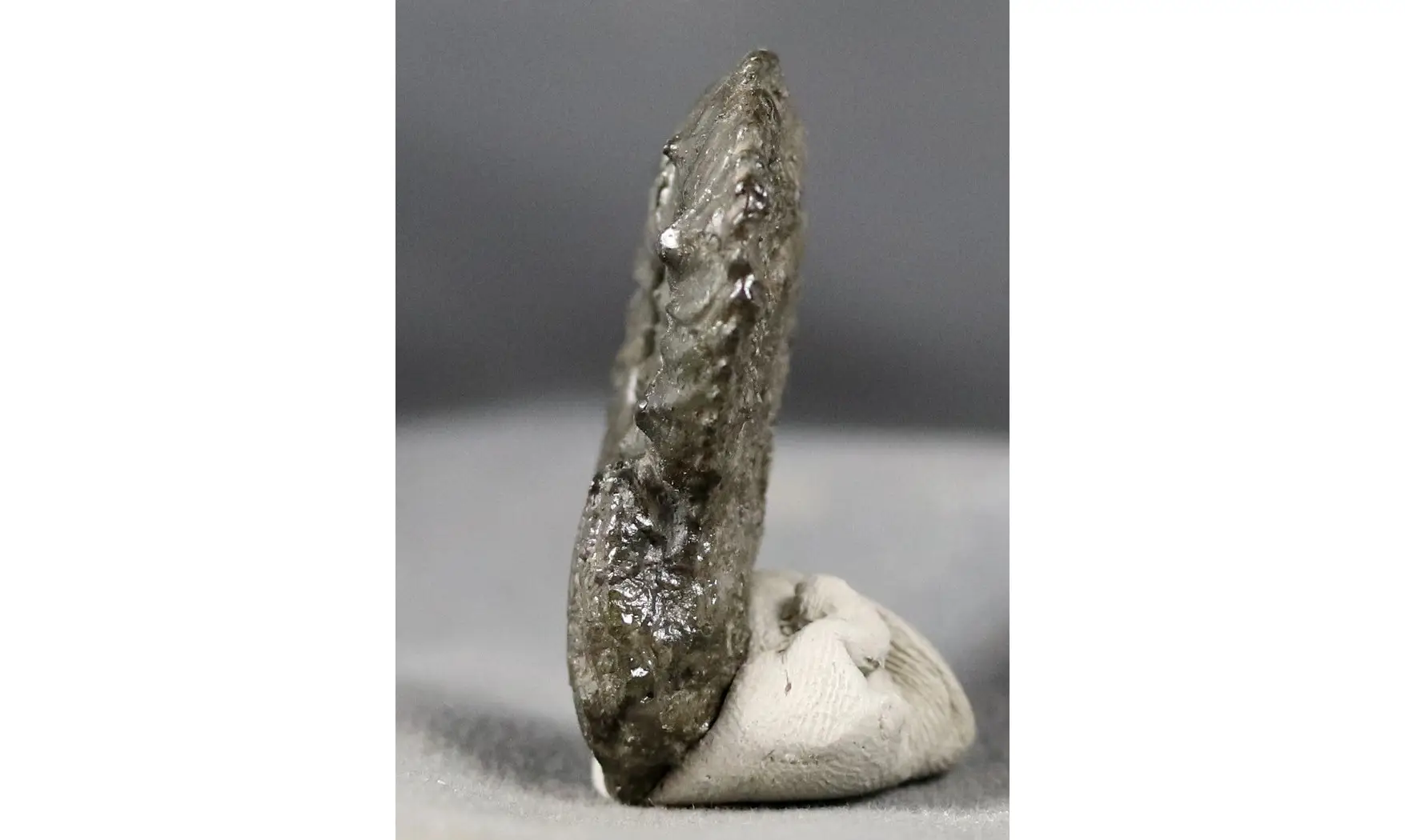 Amaltheus gibbosus