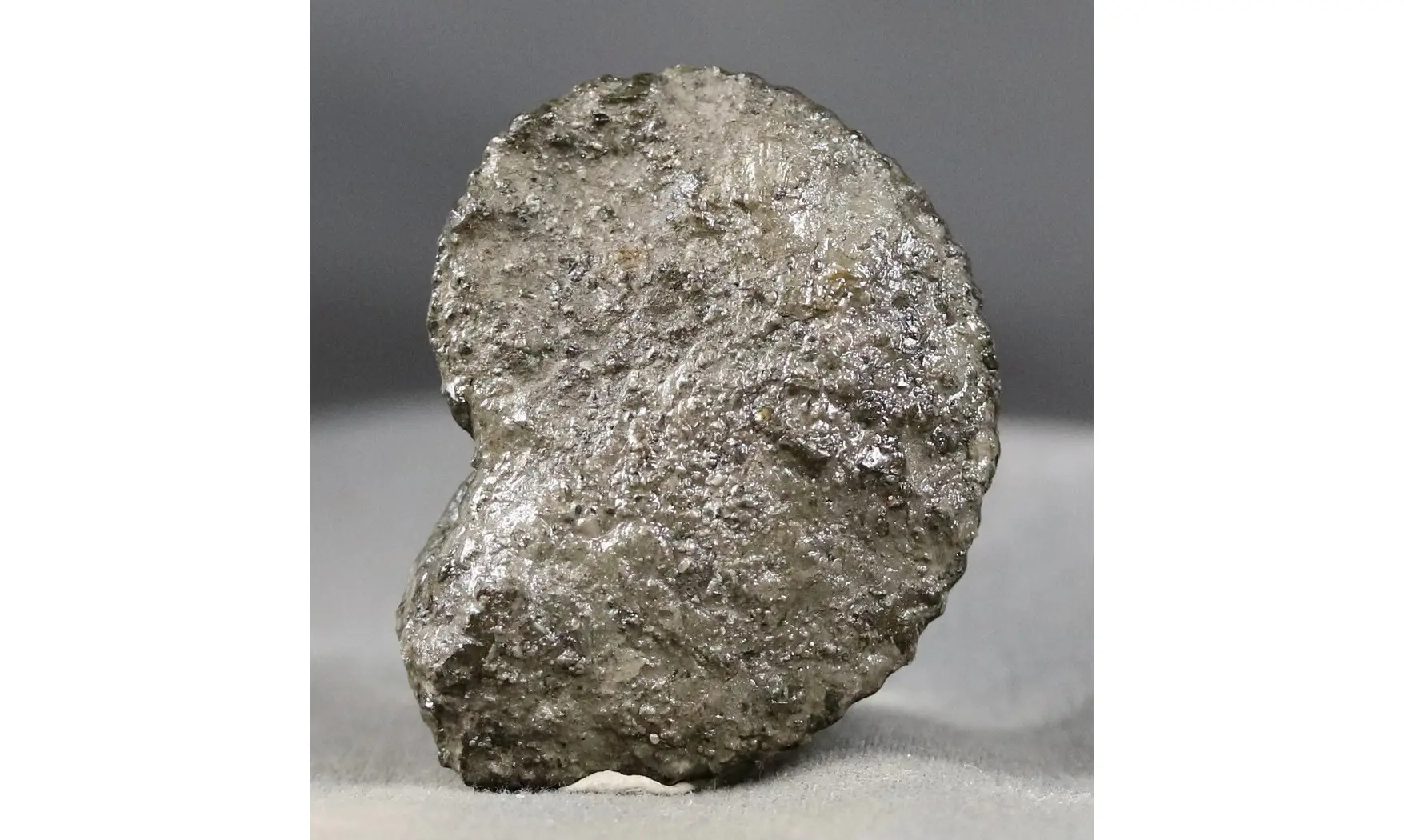 Amaltheus gibbosus