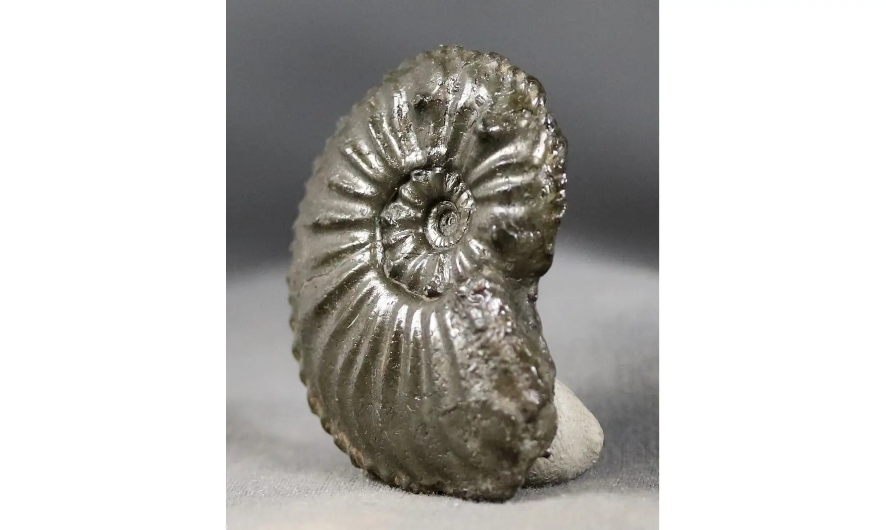 Amaltheus gibbosus