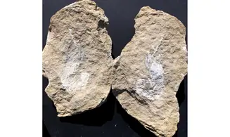 huge MEYERIA MAGNA