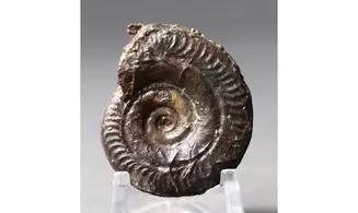 Hildoceras bifrons