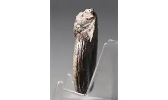 Hildoceras bifrons