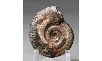 Hildoceras bifrons