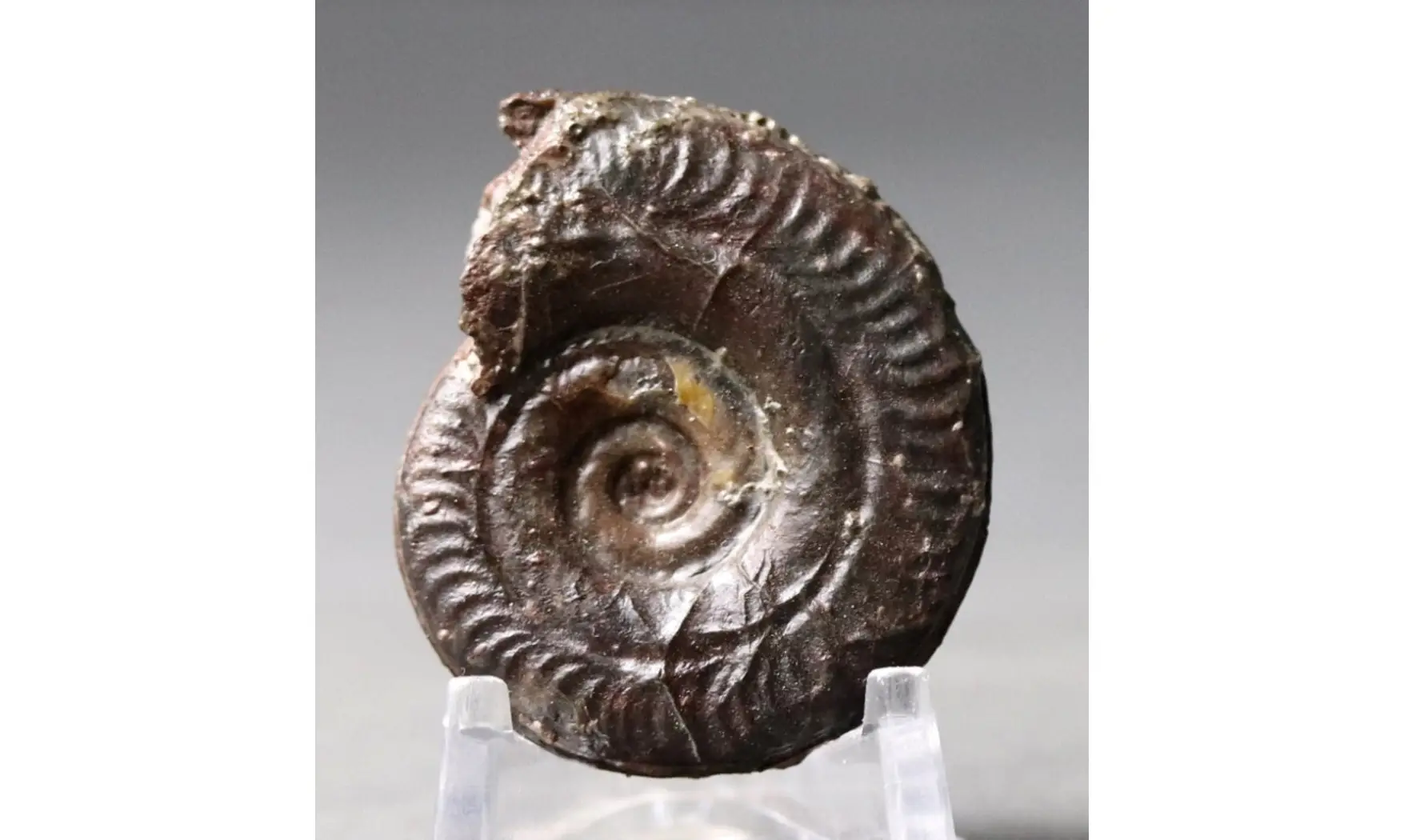 Hildoceras bifrons