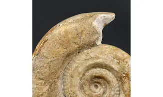 Hildoceras bifrons