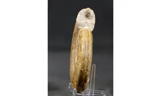 Hildoceras bifrons