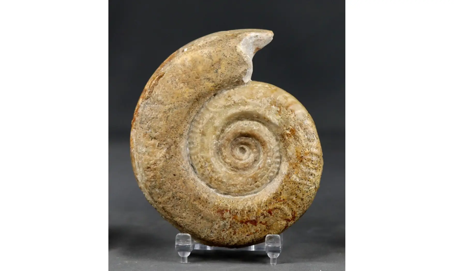 Hildoceras bifrons