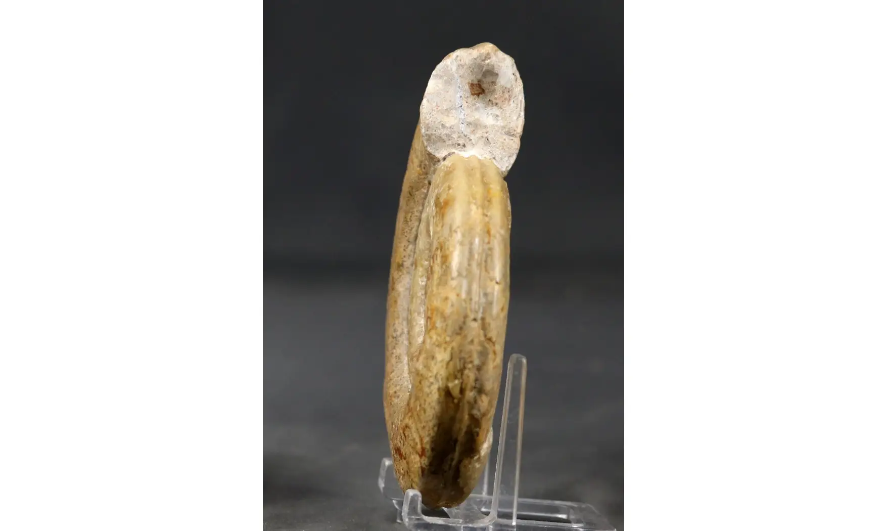 Hildoceras bifrons
