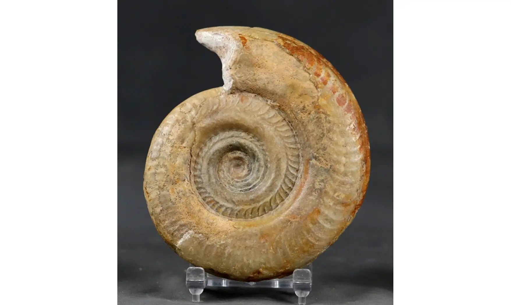 Hildoceras bifrons