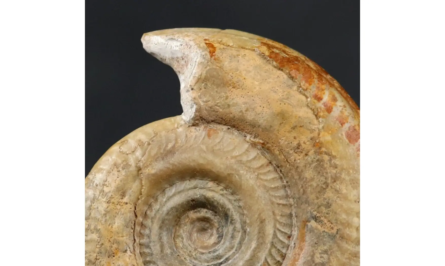 Hildoceras bifrons