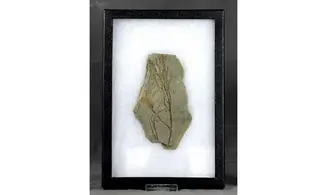 Glyptostrobus