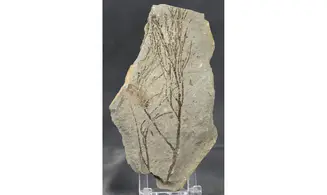 Glyptostrobus