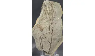 Glyptostrobus
