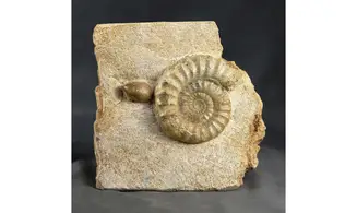 Acanthopleuroceras maugenesti
