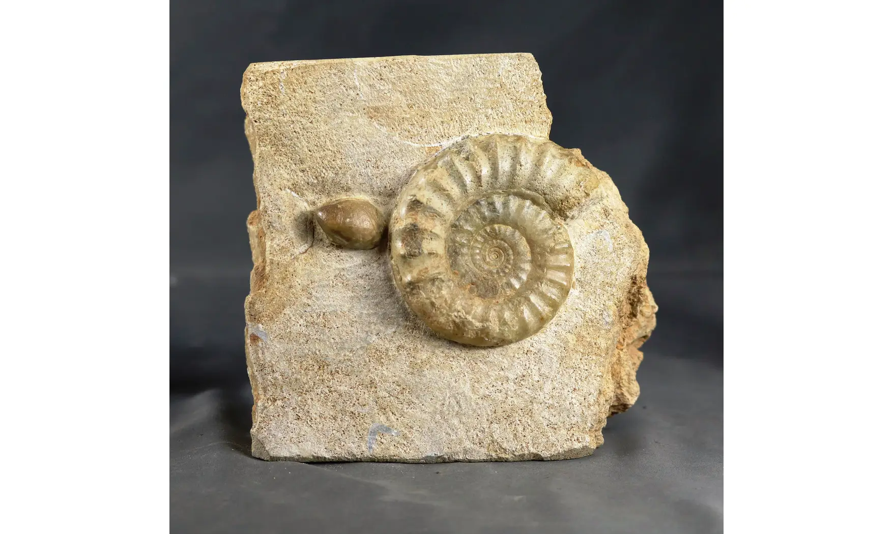 Acanthopleuroceras maugenesti