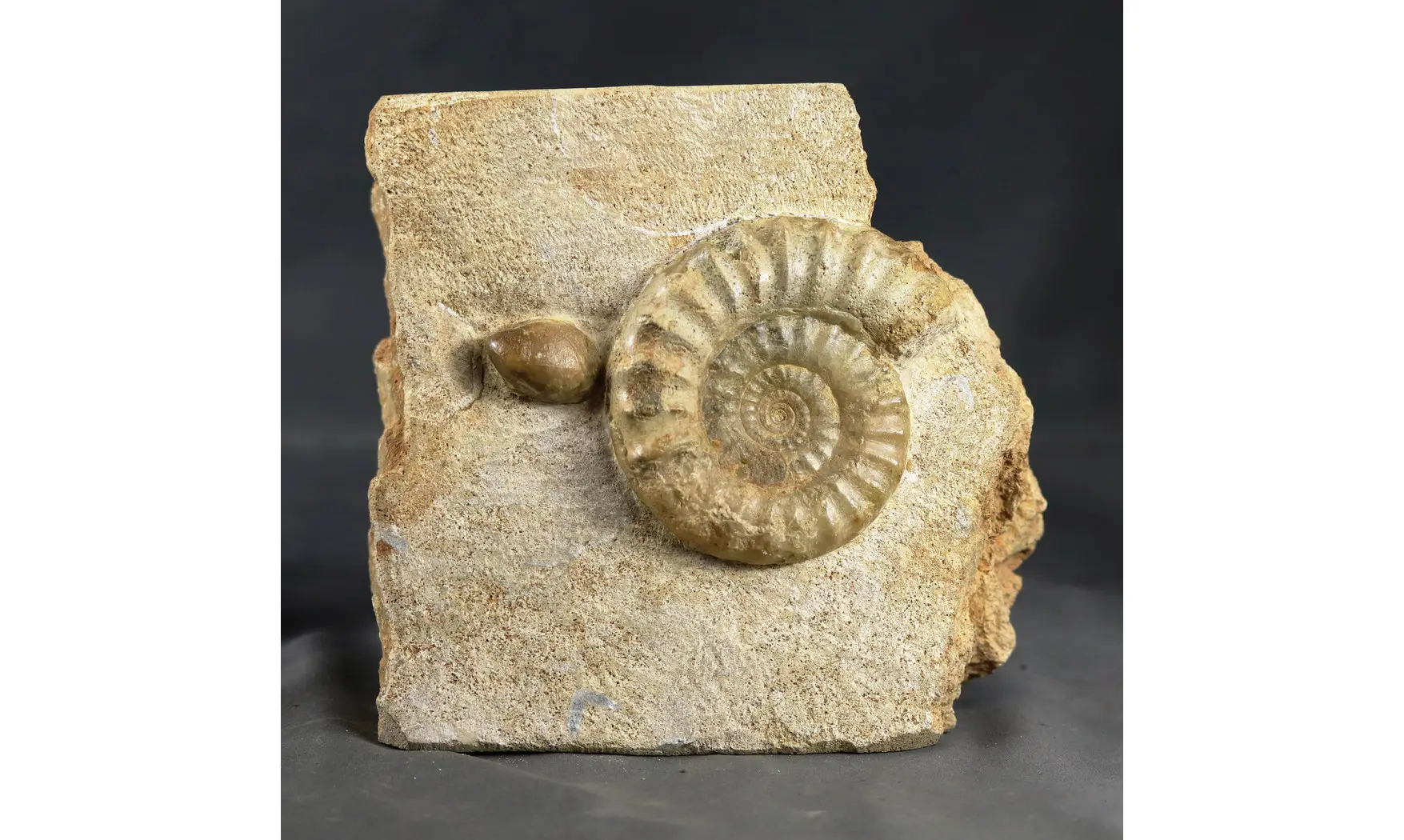 Acanthopleuroceras maugenesti