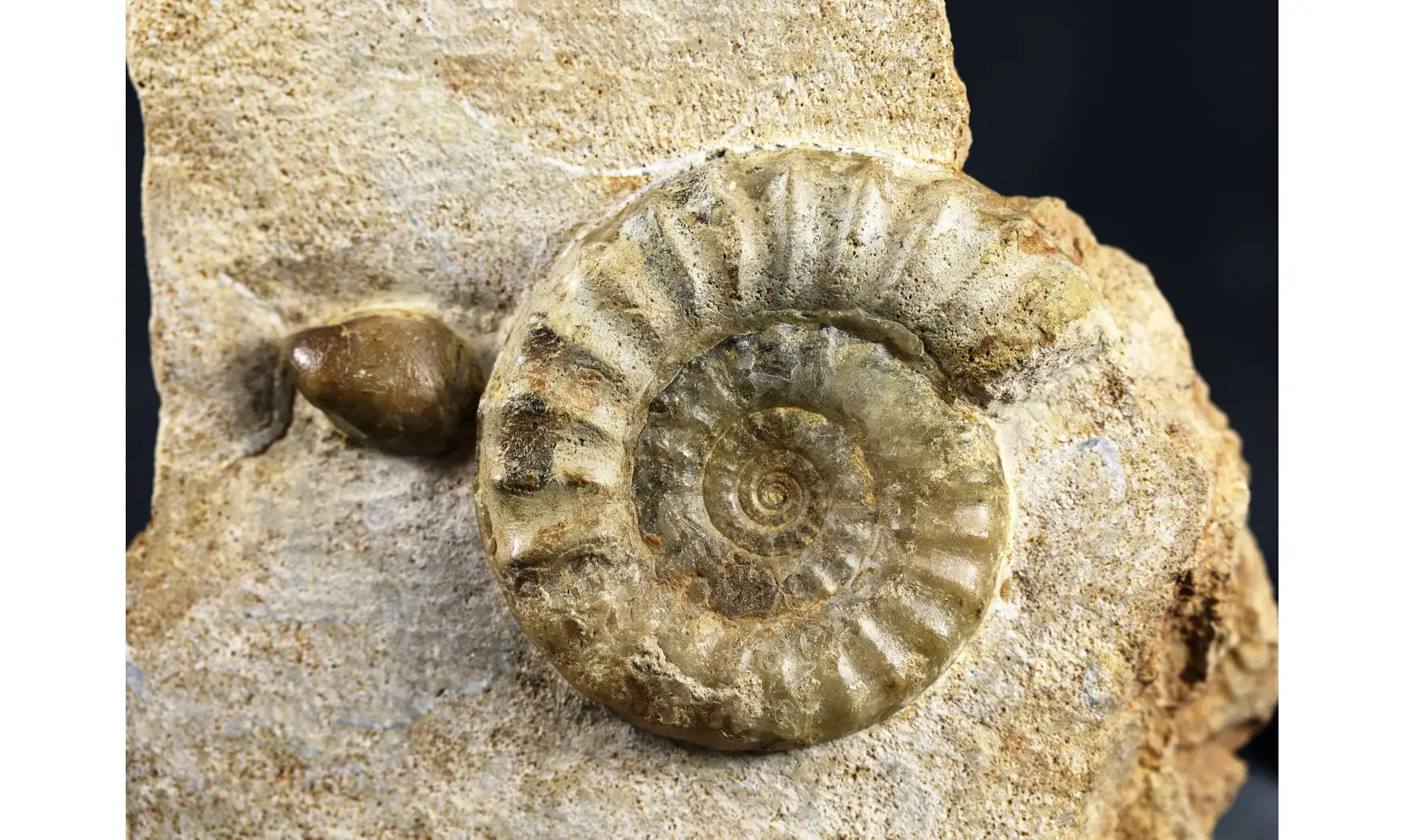 Acanthopleuroceras maugenesti