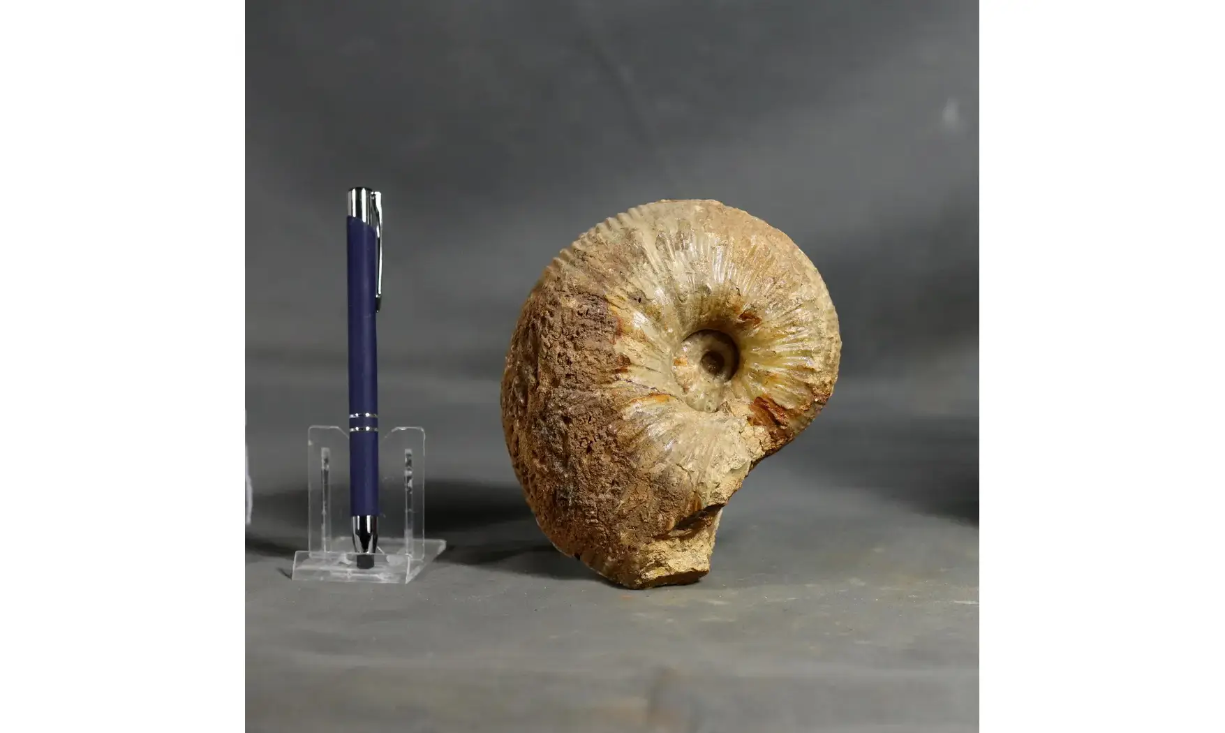 Liparoceras heptangulare