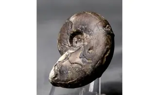 Sowerbyceras tortisulcatus