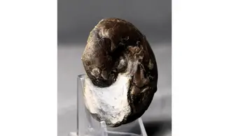 Sowerbyceras tortisulcatus
