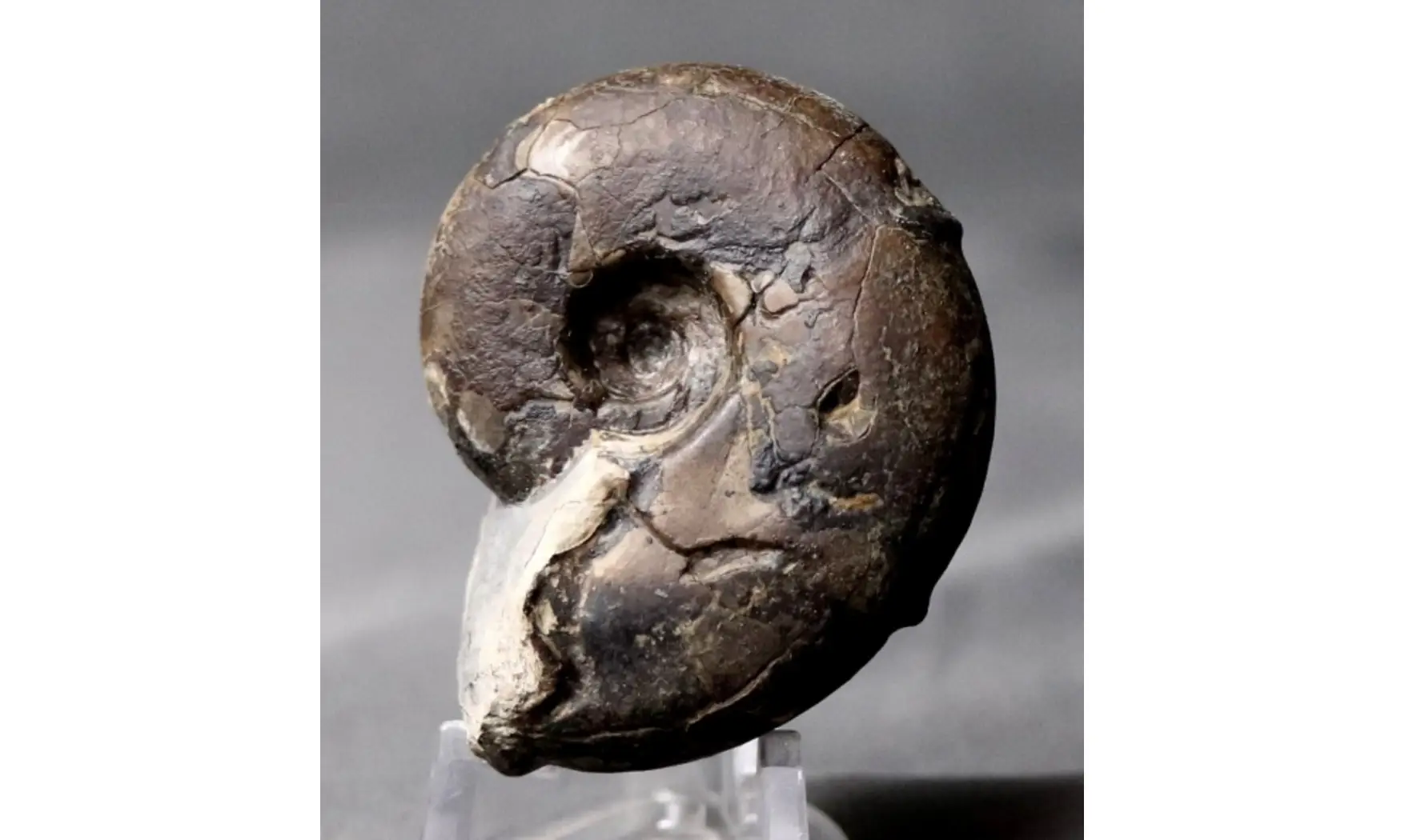 Sowerbyceras tortisulcatus