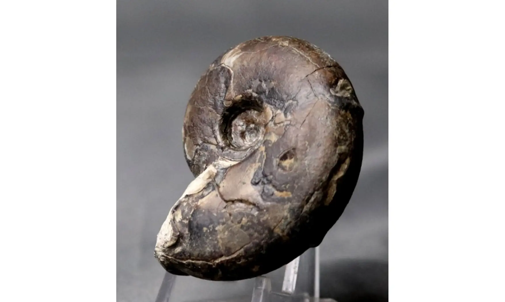 Sowerbyceras tortisulcatus
