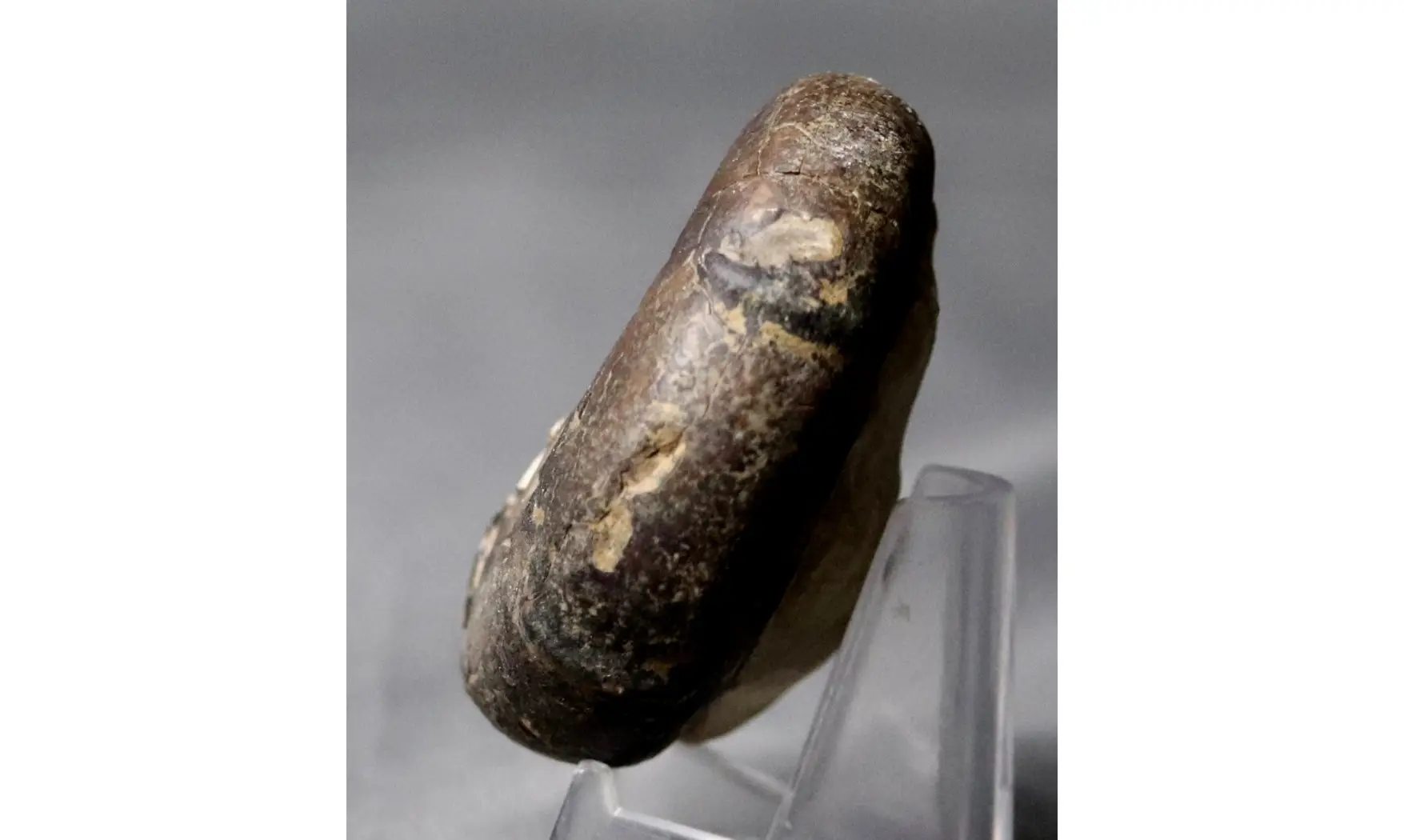 Sowerbyceras tortisulcatus